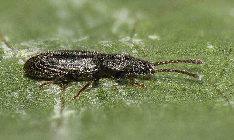 Silvanidae: Airaphilus cfr. elongatus